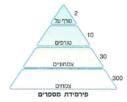 (בספר תרשים בצורת פירמידה)